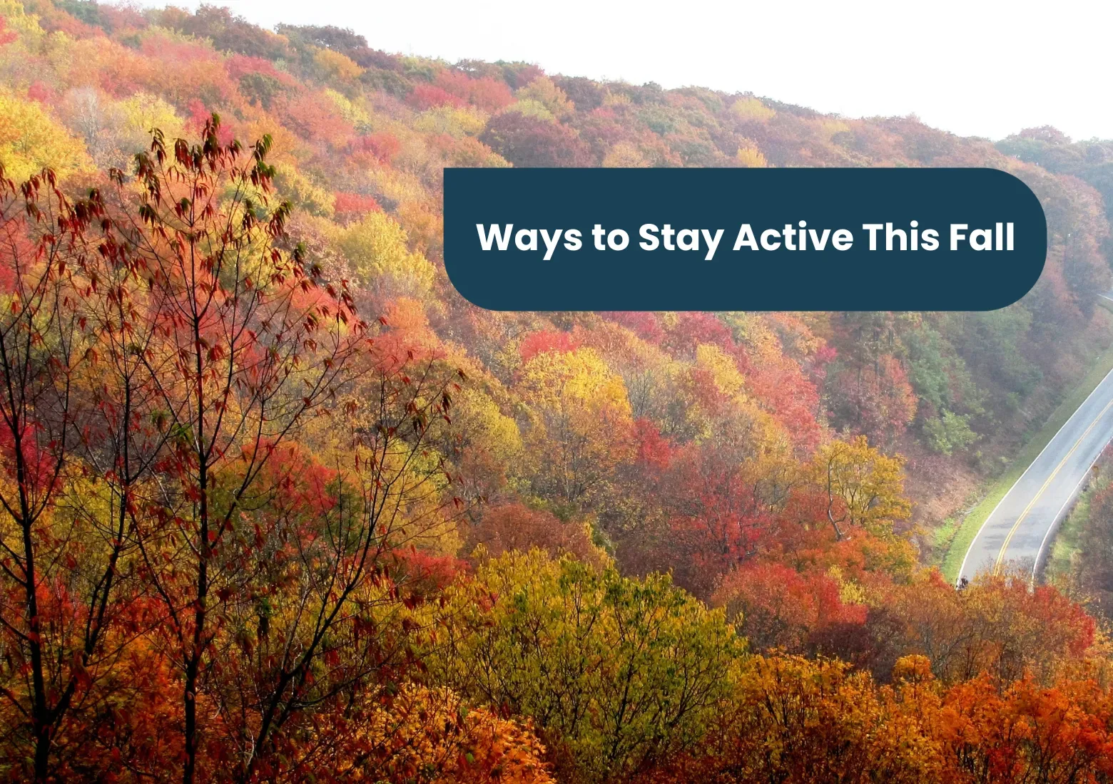 Aerial photo of a fall forest. Text says 